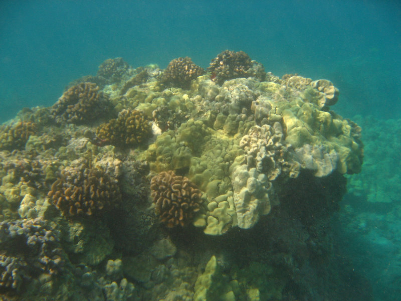 Hookena-Beach-Park-Snorkeling-Big-Island-Hawaii-048