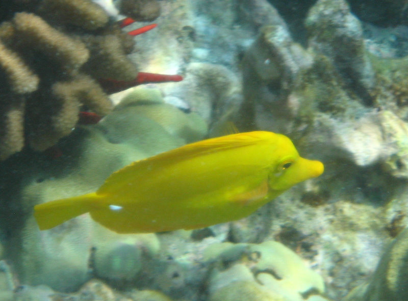 Hookena-Beach-Park-Snorkeling-Big-Island-Hawaii-049