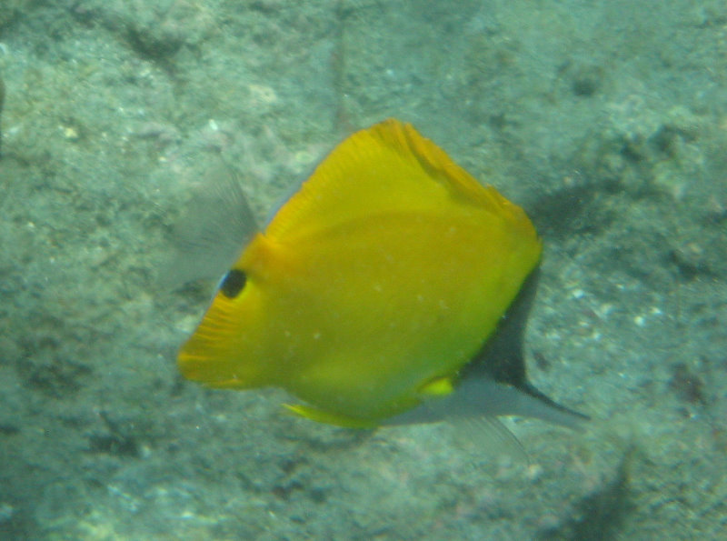 Hookena-Beach-Park-Snorkeling-Big-Island-Hawaii-051