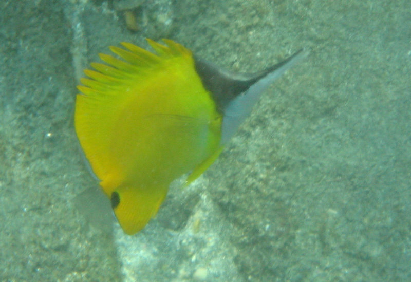 Hookena-Beach-Park-Snorkeling-Big-Island-Hawaii-052