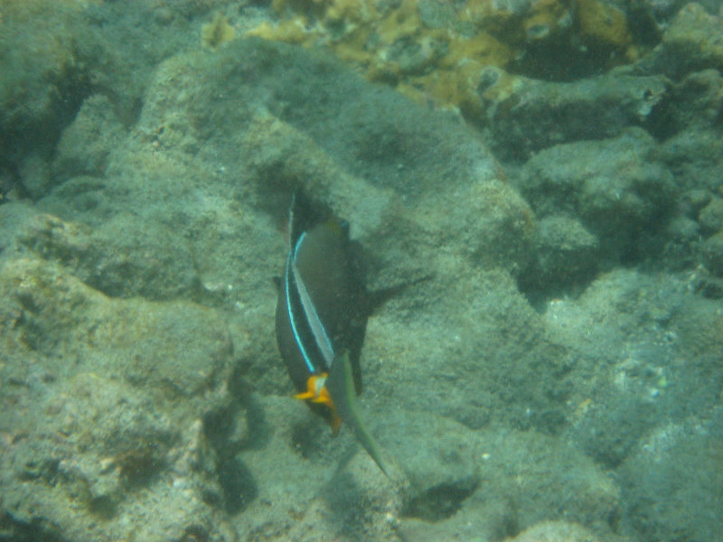 Hookena-Beach-Park-Snorkeling-Big-Island-Hawaii-054