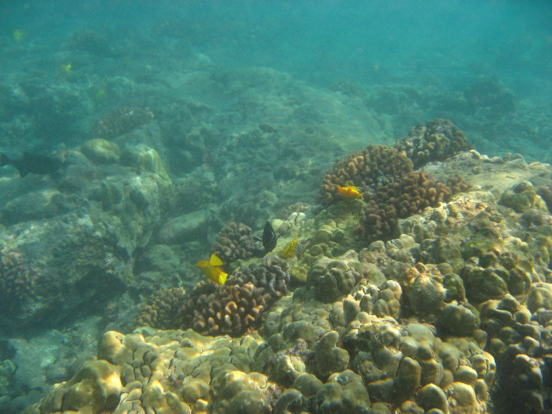 Hookena-Beach-Park-Snorkeling-Big-Island-Hawaii-056