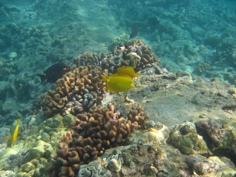 Hookena-Beach-Park-Snorkeling-Big-Island-Hawaii-059