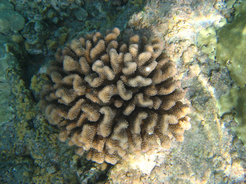 Hookena-Beach-Park-Snorkeling-Big-Island-Hawaii-060