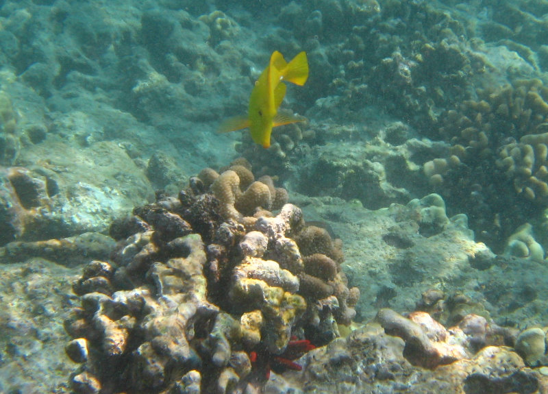 Hookena-Beach-Park-Snorkeling-Big-Island-Hawaii-061