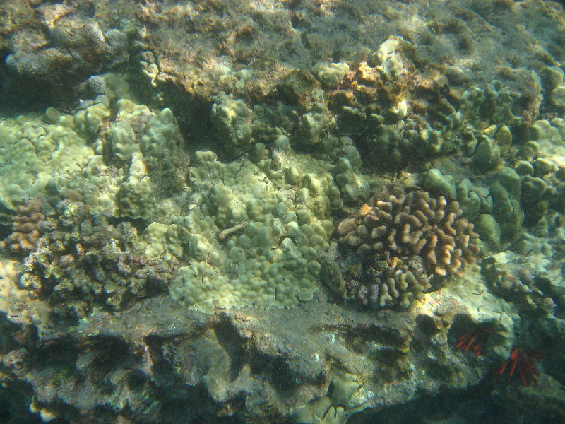 Hookena-Beach-Park-Snorkeling-Big-Island-Hawaii-062