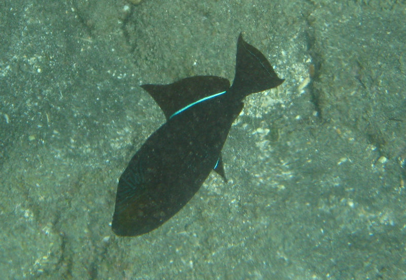 Hookena-Beach-Park-Snorkeling-Big-Island-Hawaii-063