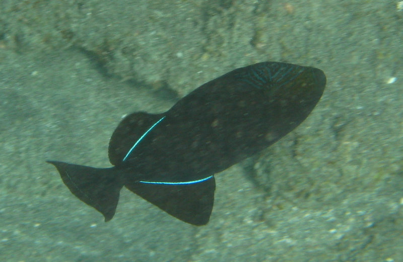 Hookena-Beach-Park-Snorkeling-Big-Island-Hawaii-064