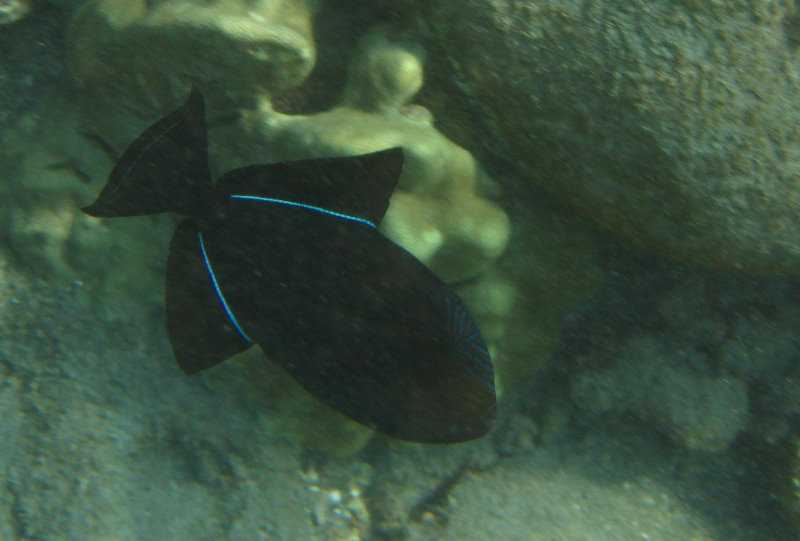 Hookena-Beach-Park-Snorkeling-Big-Island-Hawaii-065