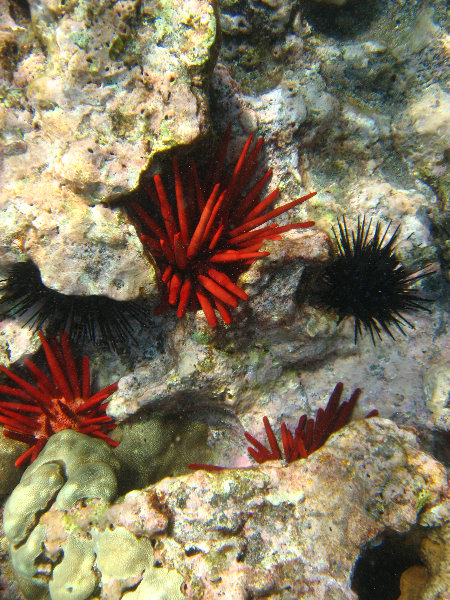 Hookena-Beach-Park-Snorkeling-Big-Island-Hawaii-066