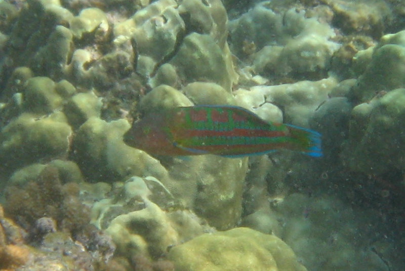 Hookena-Beach-Park-Snorkeling-Big-Island-Hawaii-067