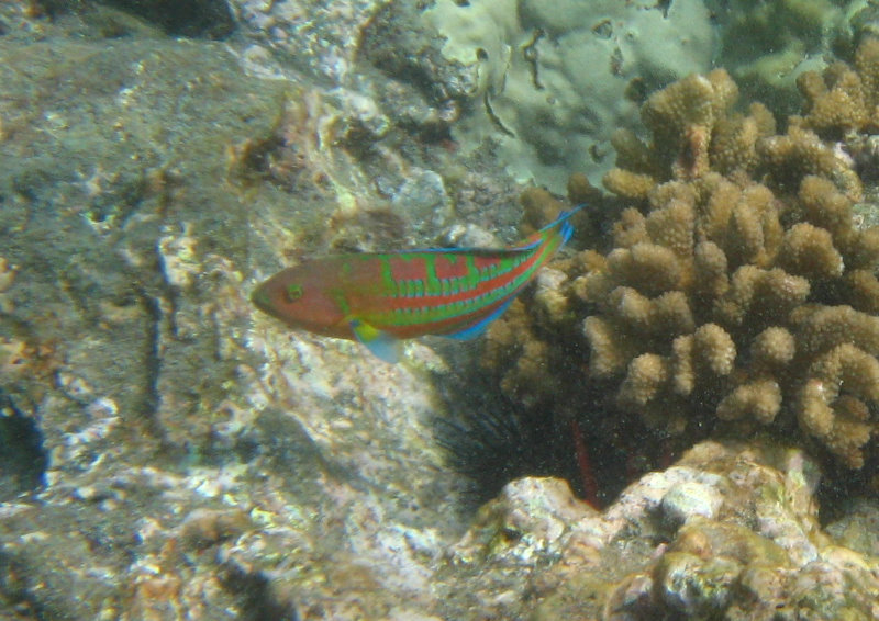 Hookena-Beach-Park-Snorkeling-Big-Island-Hawaii-068