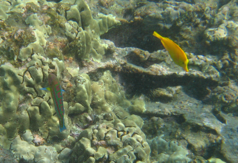 Hookena-Beach-Park-Snorkeling-Big-Island-Hawaii-069