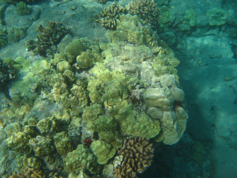 Hookena-Beach-Park-Snorkeling-Big-Island-Hawaii-070