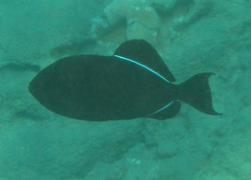 Hookena-Beach-Park-Snorkeling-Big-Island-Hawaii-071