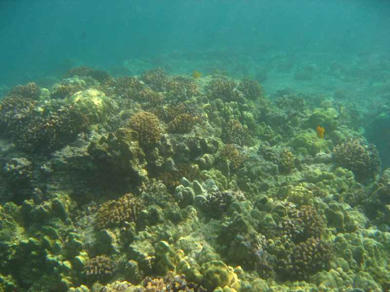 Hookena-Beach-Park-Snorkeling-Big-Island-Hawaii-073