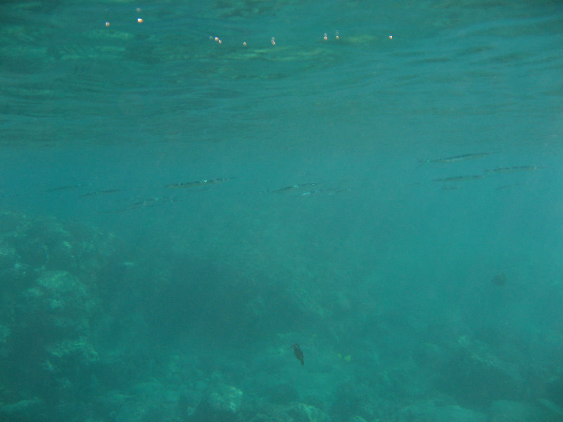 Hookena-Beach-Park-Snorkeling-Big-Island-Hawaii-074