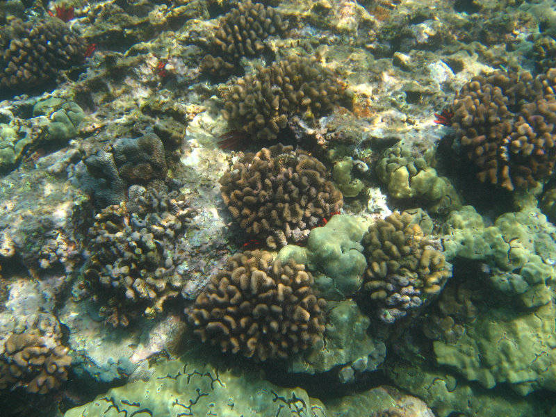 Hookena-Beach-Park-Snorkeling-Big-Island-Hawaii-075