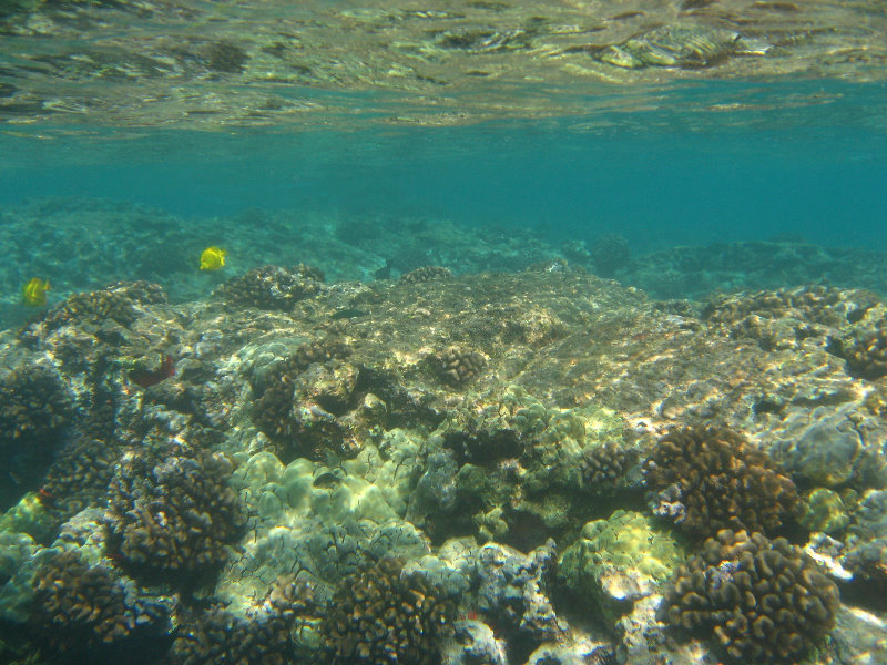 Hookena-Beach-Park-Snorkeling-Big-Island-Hawaii-076