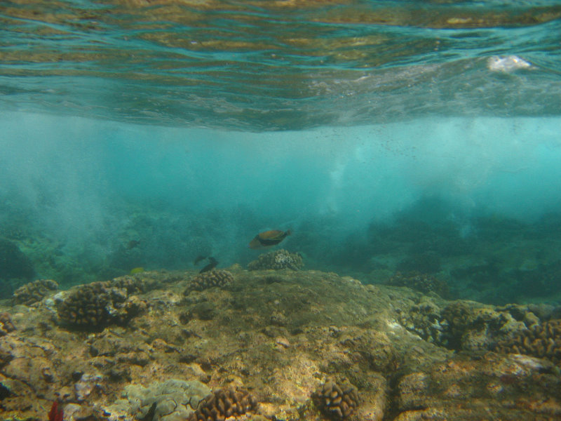 Hookena-Beach-Park-Snorkeling-Big-Island-Hawaii-077