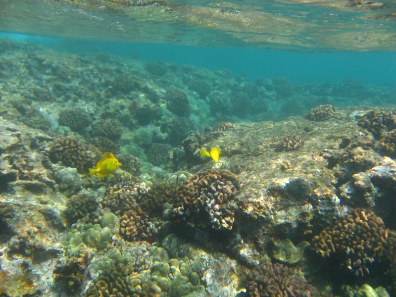 Hookena-Beach-Park-Snorkeling-Big-Island-Hawaii-078