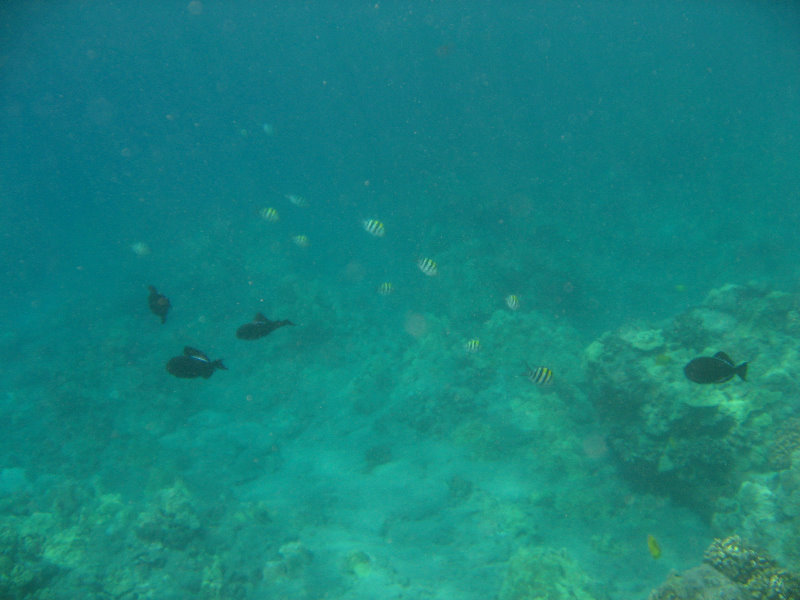 Hookena-Beach-Park-Snorkeling-Big-Island-Hawaii-080