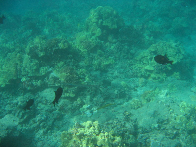 Hookena-Beach-Park-Snorkeling-Big-Island-Hawaii-081