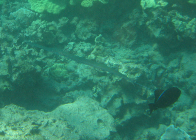 Hookena-Beach-Park-Snorkeling-Big-Island-Hawaii-082