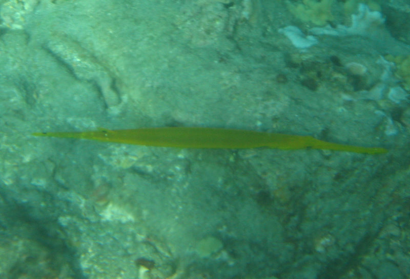 Hookena-Beach-Park-Snorkeling-Big-Island-Hawaii-083