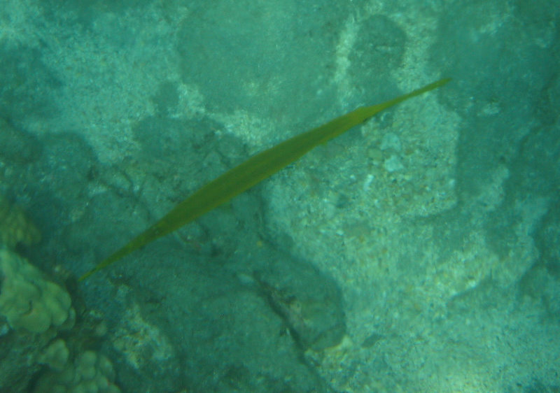 Hookena-Beach-Park-Snorkeling-Big-Island-Hawaii-084