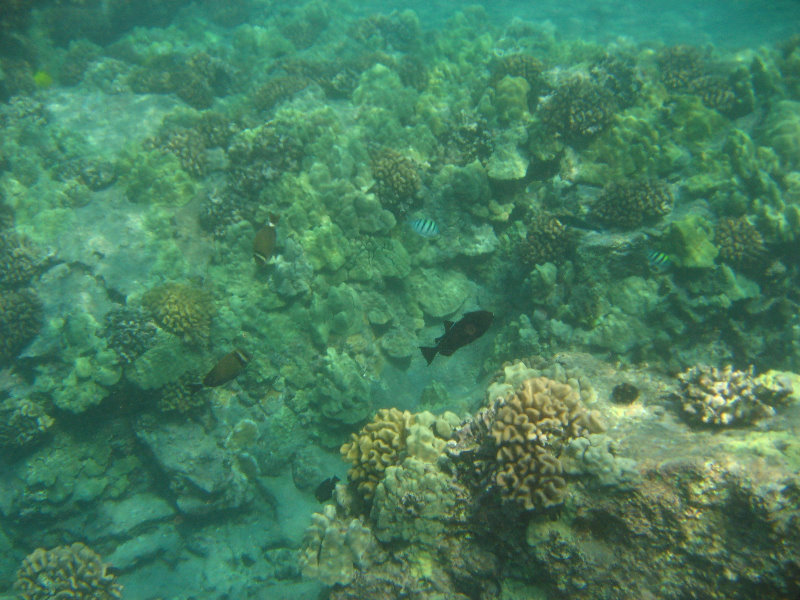 Hookena-Beach-Park-Snorkeling-Big-Island-Hawaii-085