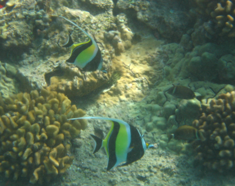 Hookena-Beach-Park-Snorkeling-Big-Island-Hawaii-087