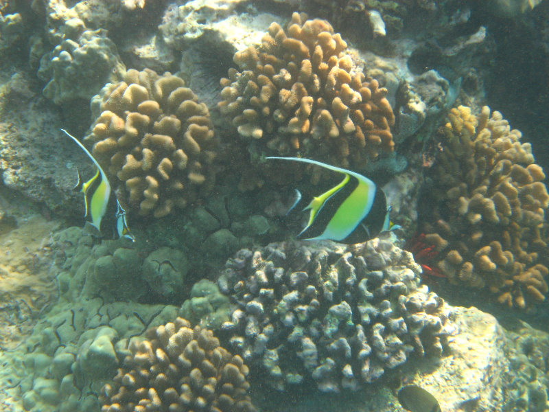 Hookena-Beach-Park-Snorkeling-Big-Island-Hawaii-088