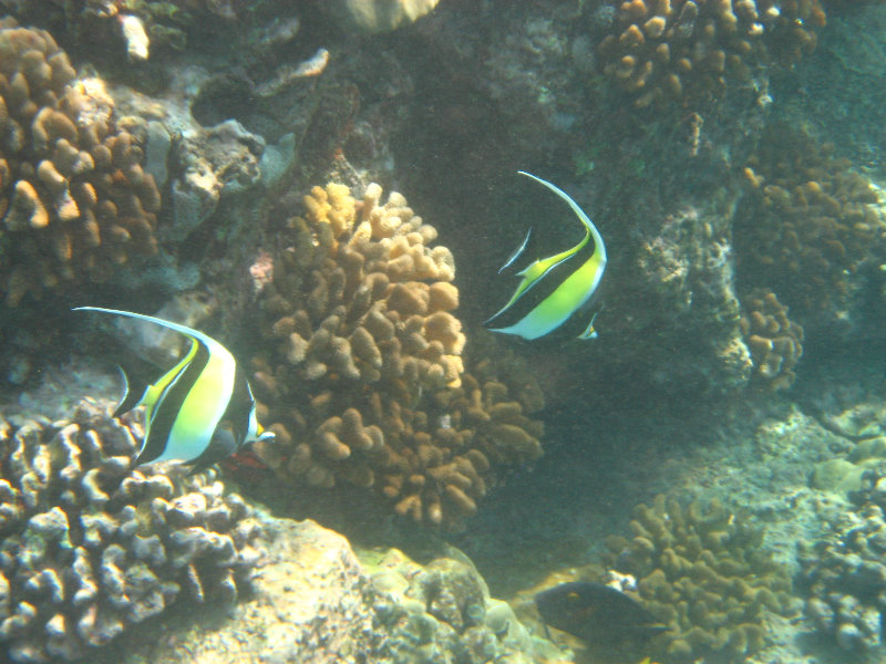 Hookena-Beach-Park-Snorkeling-Big-Island-Hawaii-089