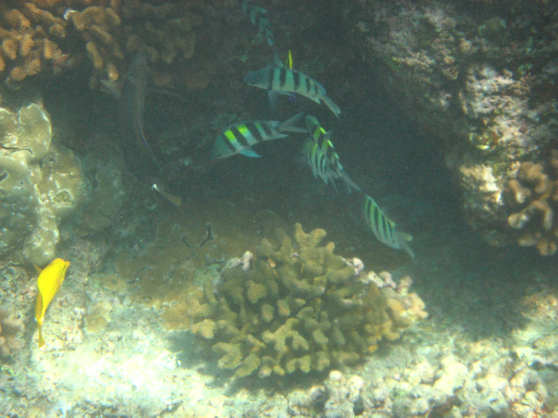 Hookena-Beach-Park-Snorkeling-Big-Island-Hawaii-090