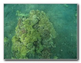 Hookena-Beach-Park-Snorkeling-Big-Island-Hawaii-015