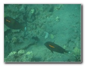 Hookena-Beach-Park-Snorkeling-Big-Island-Hawaii-017