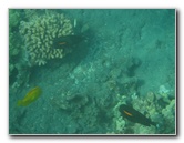 Hookena-Beach-Park-Snorkeling-Big-Island-Hawaii-018