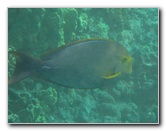 Hookena-Beach-Park-Snorkeling-Big-Island-Hawaii-024