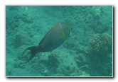 Hookena-Beach-Park-Snorkeling-Big-Island-Hawaii-031