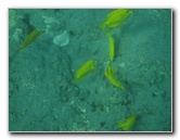 Hookena-Beach-Park-Snorkeling-Big-Island-Hawaii-032