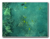 Hookena-Beach-Park-Snorkeling-Big-Island-Hawaii-033