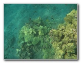 Hookena-Beach-Park-Snorkeling-Big-Island-Hawaii-040