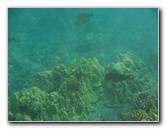 Hookena-Beach-Park-Snorkeling-Big-Island-Hawaii-041