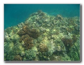 Hookena-Beach-Park-Snorkeling-Big-Island-Hawaii-044