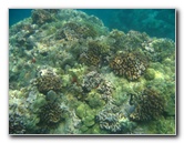 Hookena-Beach-Park-Snorkeling-Big-Island-Hawaii-045