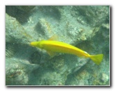 Hookena-Beach-Park-Snorkeling-Big-Island-Hawaii-047