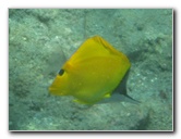 Hookena-Beach-Park-Snorkeling-Big-Island-Hawaii-051