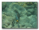 Hookena-Beach-Park-Snorkeling-Big-Island-Hawaii-054