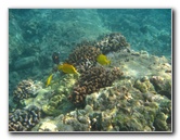 Hookena-Beach-Park-Snorkeling-Big-Island-Hawaii-058